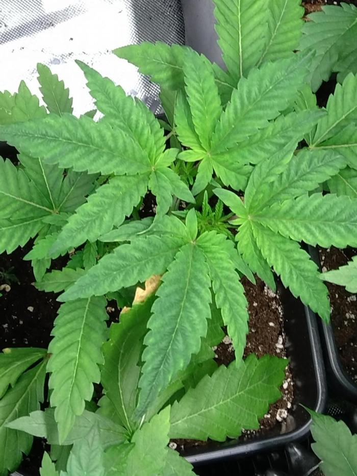 Green Gelato P#2 Royal Queen Seeds. Week 5