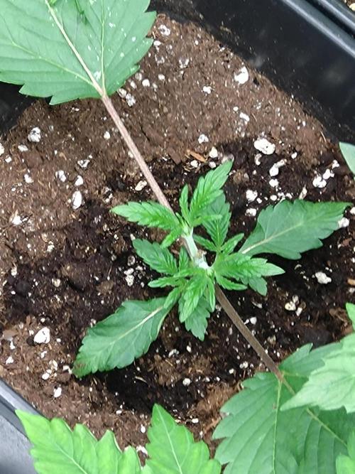 Cosmic Cheddar F1. Week 3