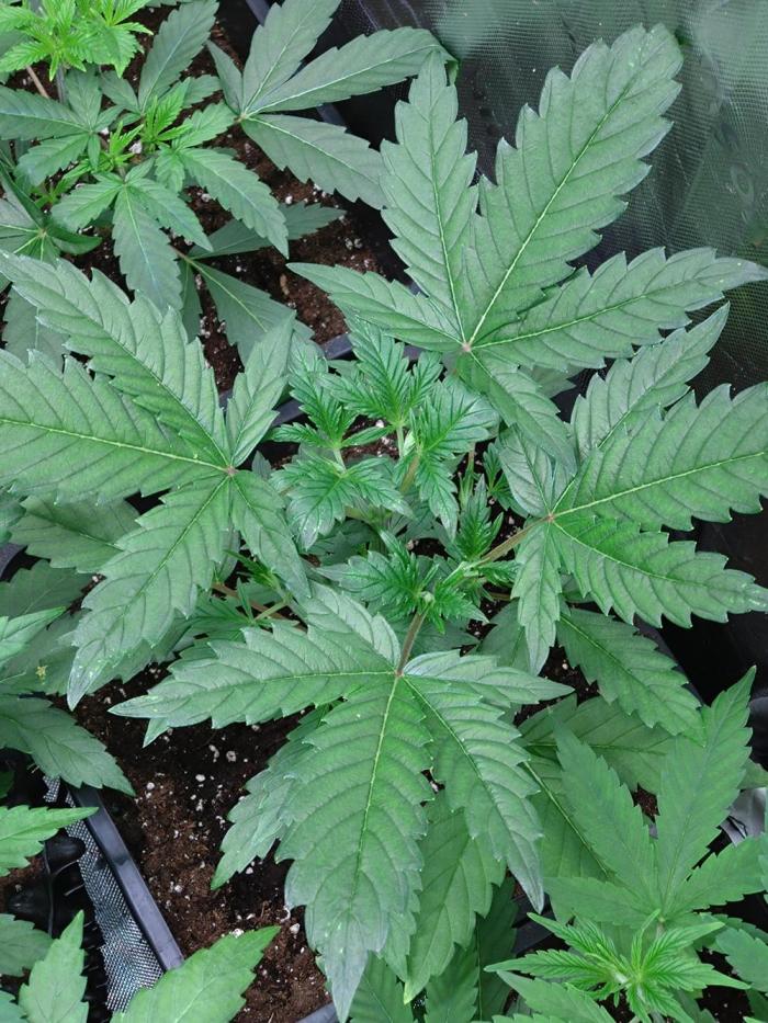 Gelato 44 Tyson 2.0 x RQS. Week 5