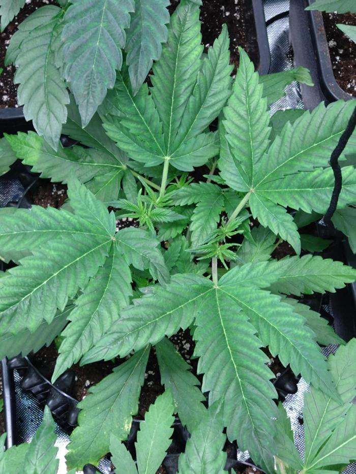 Euphoria Royal Queen Seeds. Week 5