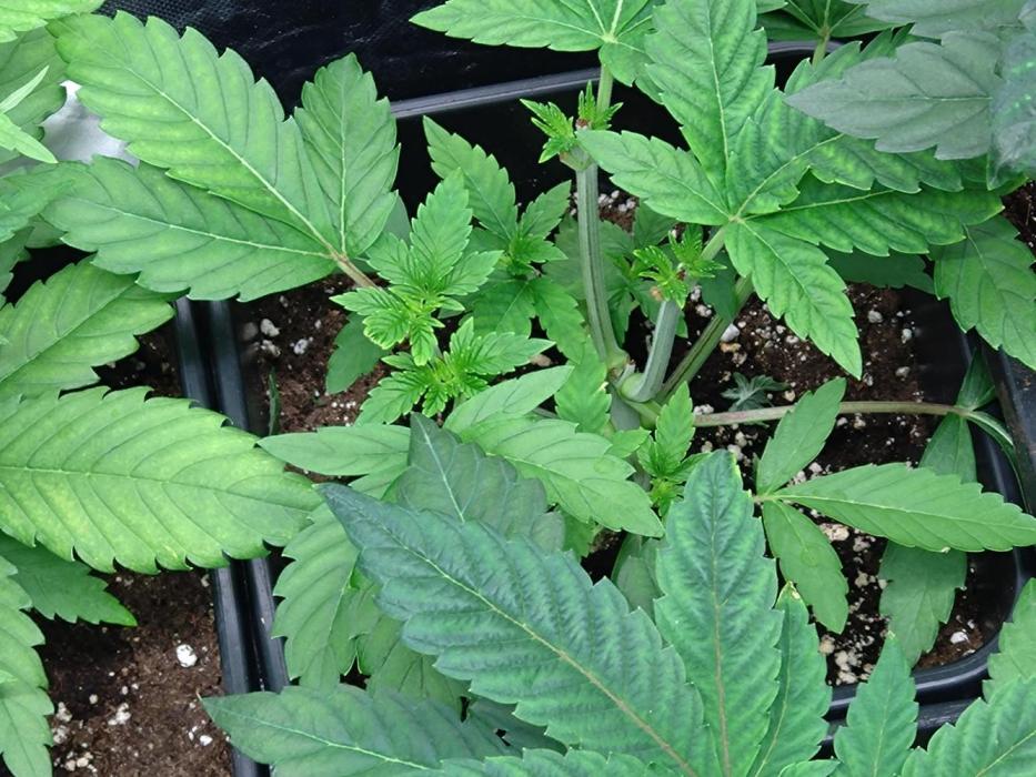Lemon Cherry Gelato P#1 Barneys Farm. Week 5