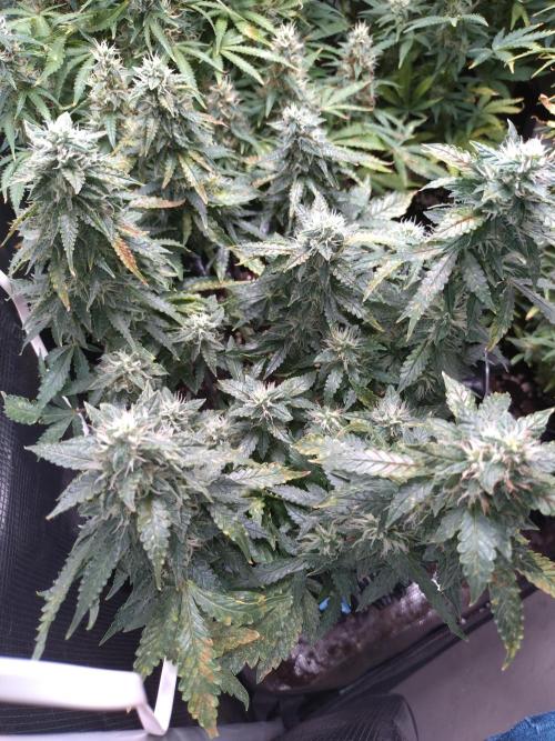 Sticky Broccoli Auto ZMA Eternity Cup'26. Week 11