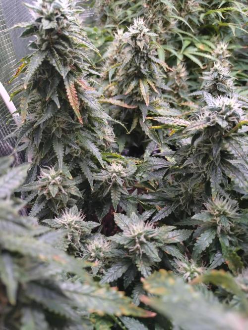 Sticky Broccoli Auto ZMA Eternity Cup'26. Week 11