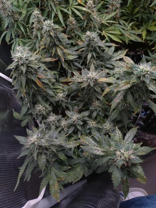 Sticky Broccoli Auto ZMA Eternity Cup'26. Week 11