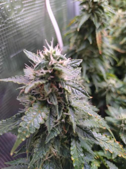 Sticky Broccoli Auto ZMA Eternity Cup'26. Week 11