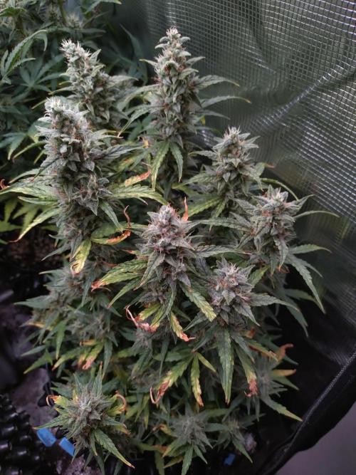 Thin Mint x Sour Pinot Auto Barneys Farm. Week 10