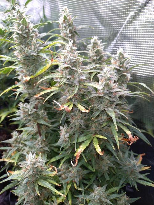 Thin Mint x Sour Pinot Auto Barneys Farm. Week 10