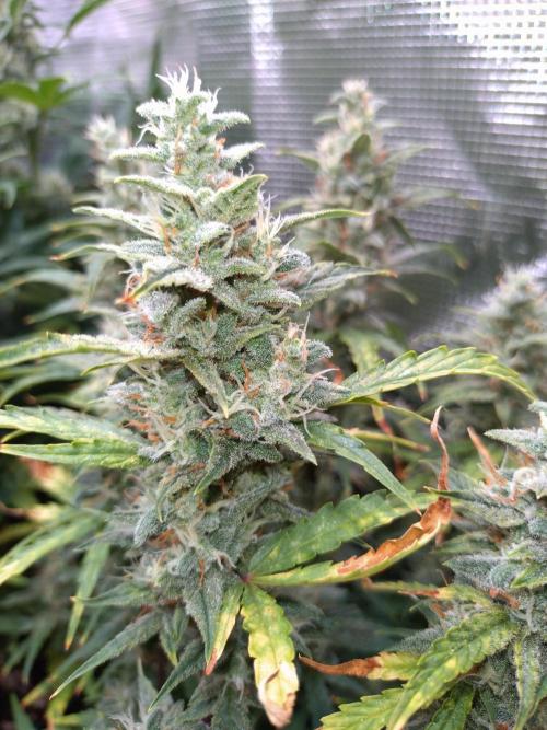 Thin Mint x Sour Pinot Auto Barneys Farm. Week 10