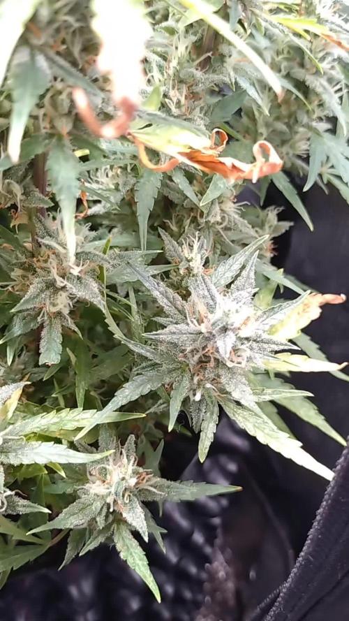 Thin Mint x Sour Pinot Auto Barneys Farm