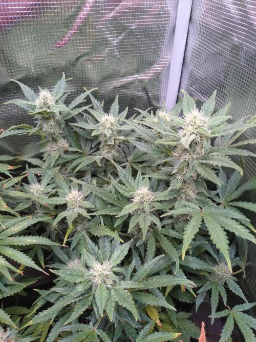 Z-Up Auto Fastbuds. Week 8