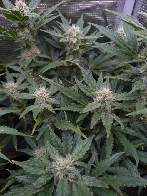 Z-Up Auto Fastbuds. Week 8