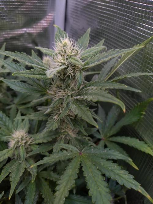 Z-Up Auto Fastbuds. Week 8