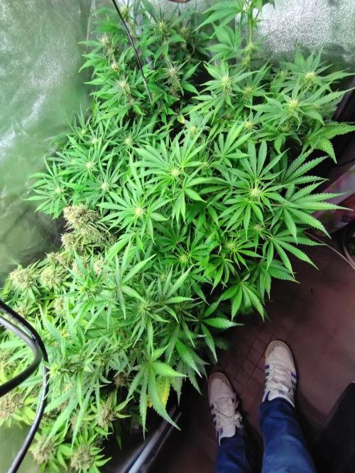 Auto #1 RF3 Mixpack Fastbuds. Week 8