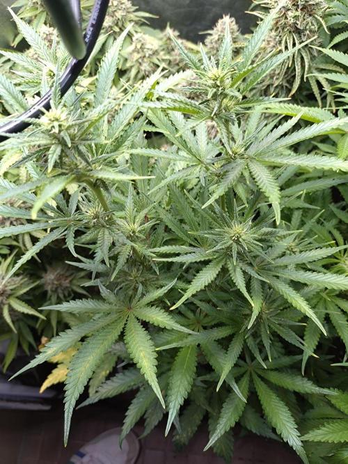 Auto #1 RF3 Mixpack Fastbuds. Week 8