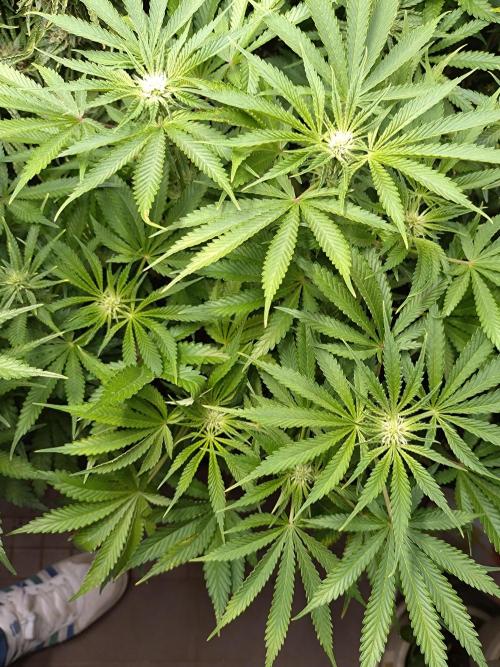 Auto #1 RF3 Mixpack Fastbuds. Week 8