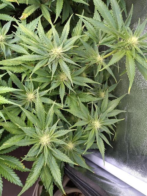 Auto #1 RF3 Mixpack Fastbuds. Week 8