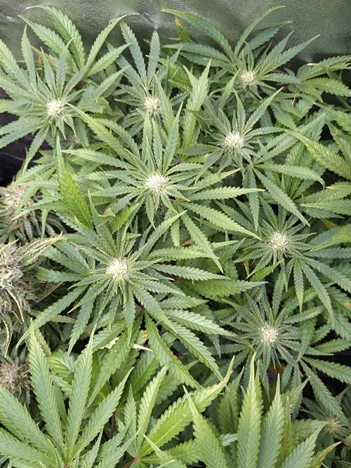 Auto #1 RF3 Mixpack Fastbuds. Week 8