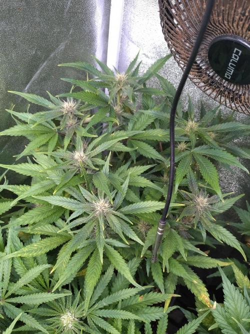 Auto #1 RF3 Mixpack Fastbuds. Week 8