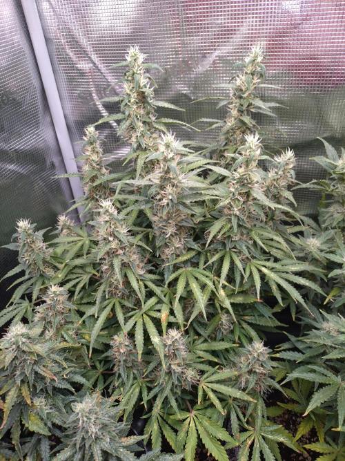 Strawberry Cheesecake Auto Barneys Farm. Week 13