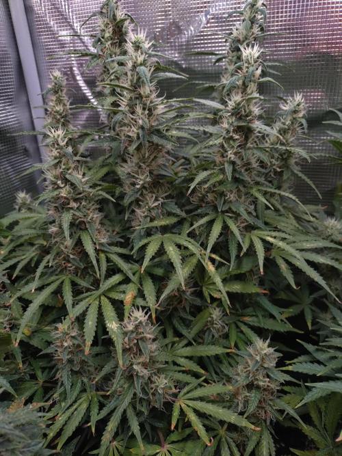 Strawberry Cheesecake Auto Barneys Farm. Week 13