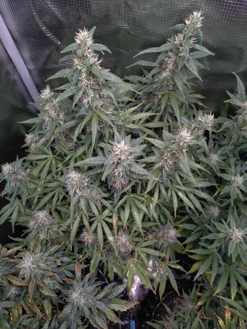 Strawberry Cheesecake Auto Barneys Farm. Week 13