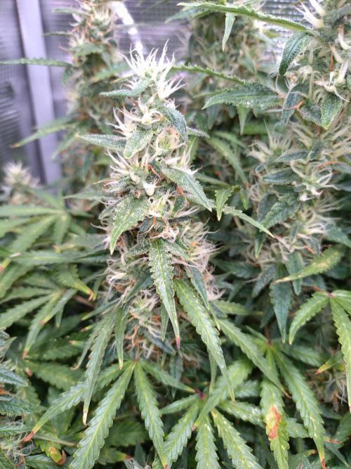 Strawberry Cheesecake Auto Barneys Farm. Week 13