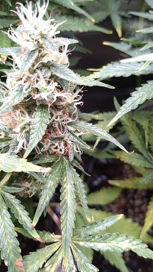 Strawberry Cheesecake Auto Barneys Farm
