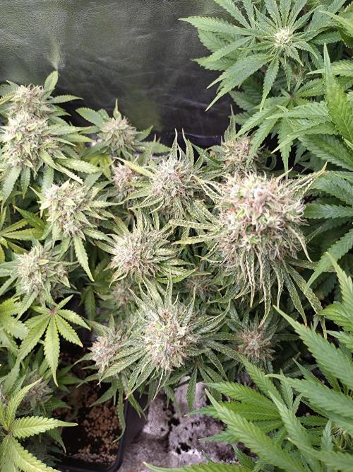 Hulkberry Auto RQS. Week 13