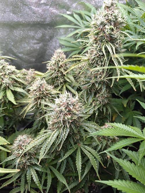 Hulkberry Auto RQS. Week 13
