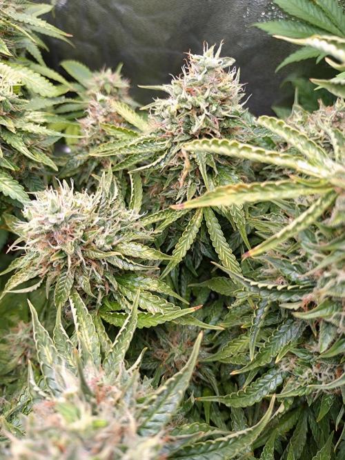 Hulkberry Auto RQS. Week 13