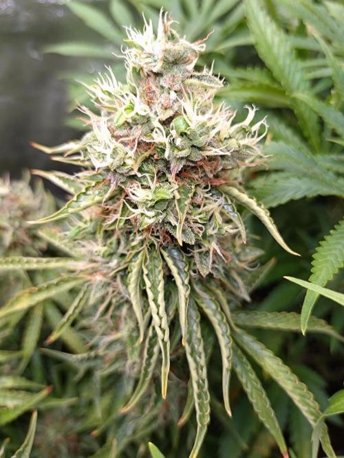 Hulkberry Auto RQS. Week 13