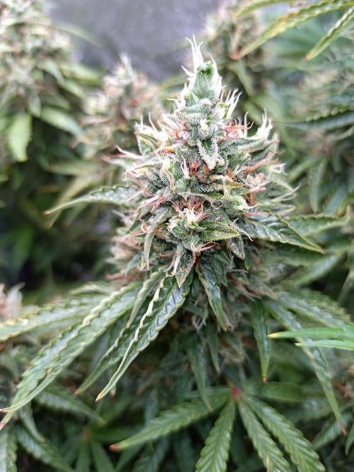 Hulkberry Auto RQS. Week 13