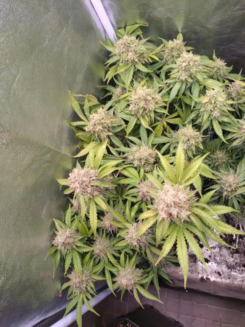 Cinderella Auto Fastbuds. Week 13