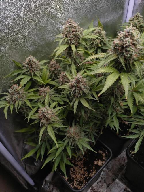 Cinderella Auto Fastbuds. Week 13