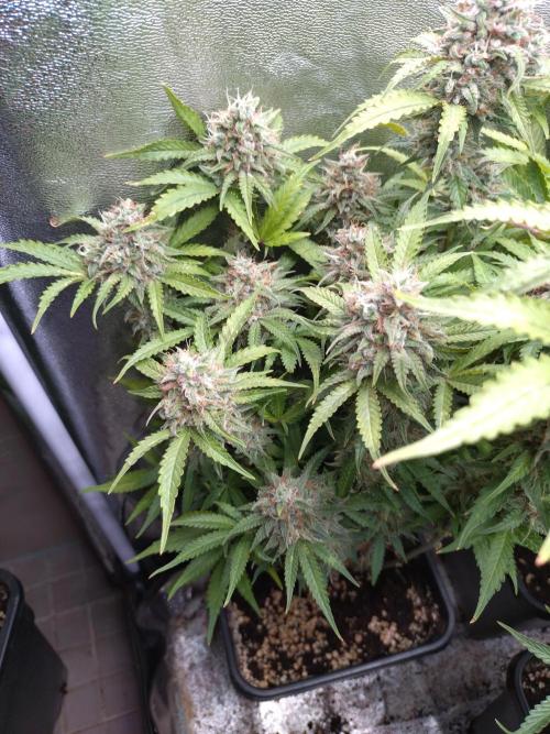 Cinderella Auto Fastbuds. Week 13