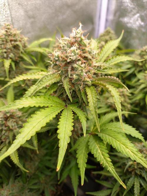 Cinderella Auto Fastbuds. Week 13