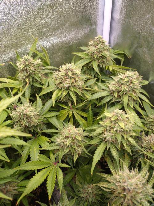 Cinderella Auto Fastbuds. Week 13