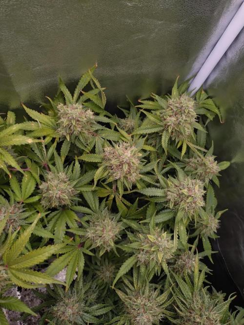 Cinderella Auto Fastbuds. Week 13