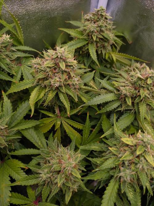Cinderella Auto Fastbuds. Week 13