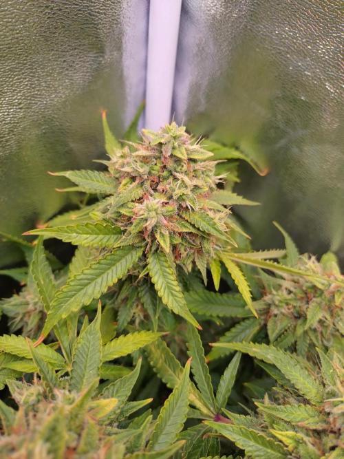 Cinderella Auto Fastbuds. Week 13