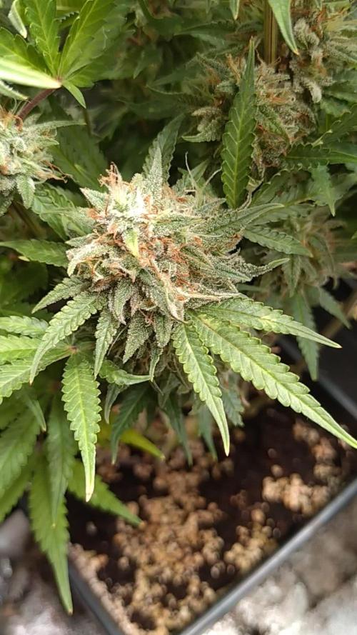Cinderella Auto Fastbuds