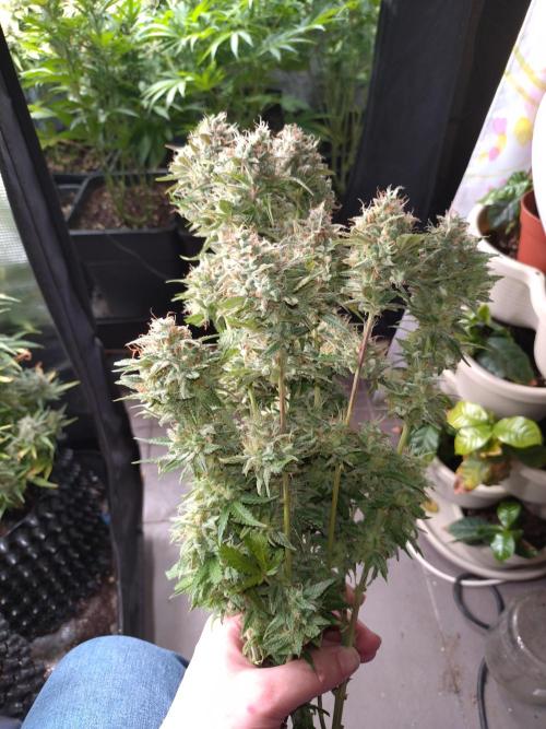 Cinderella Auto Fastbuds. Week 13
