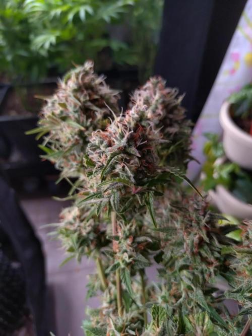 Cinderella Auto Fastbuds. Week 13