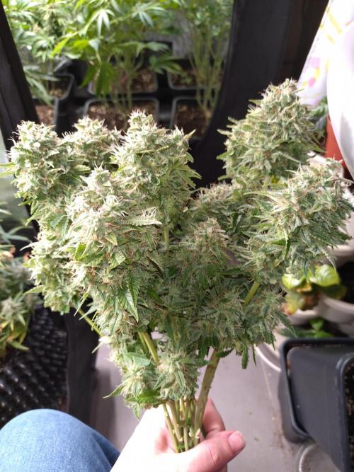 Cinderella Auto Fastbuds. Week 13