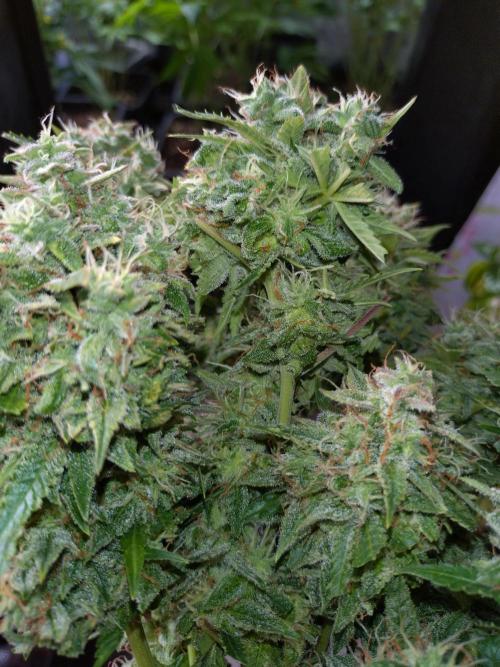 Cinderella Auto Fastbuds. Week 13