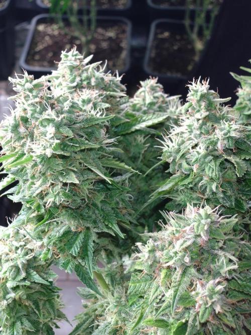Cinderella Auto Fastbuds. Week 13