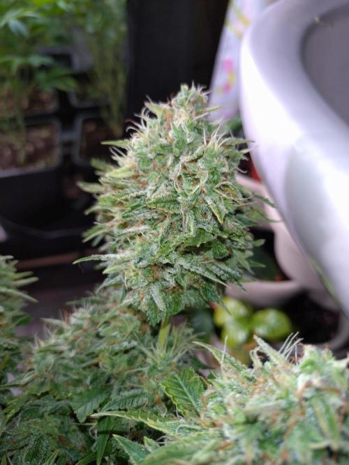 Cinderella Auto Fastbuds. Week 13