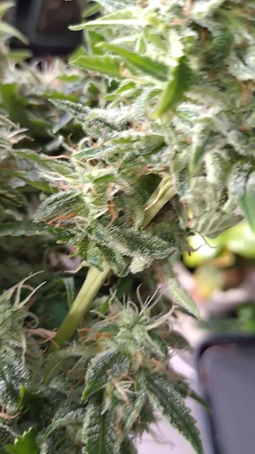 Cinderella Auto Fastbuds