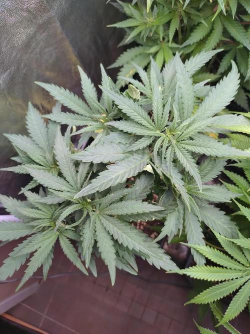 North Thunderfuck Auto RQS. Week 6