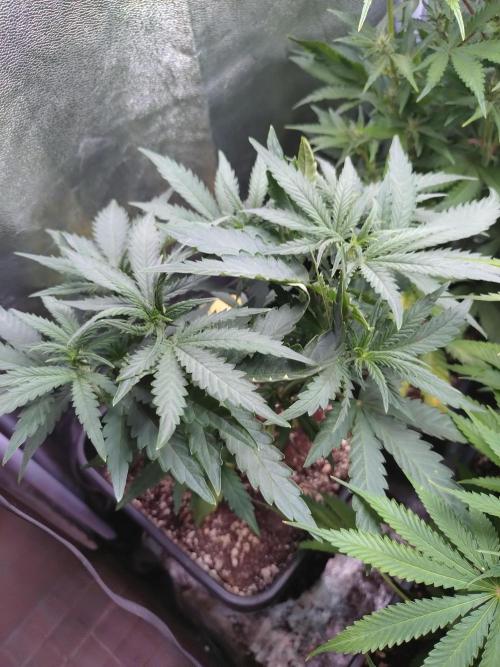 North Thunderfuck Auto RQS. Week 6